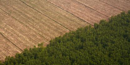 Acker-Wald-AdobeStock_1869062805