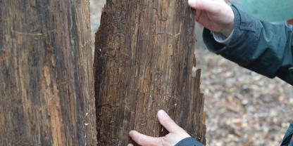 Ein Mitarbeiter des Teams Wald- und Klimaschutz von Wald und Holz NRW begutachtet die Eichenprachtkäferlarvengänge an einer abgestorbenen Traubeneiche.