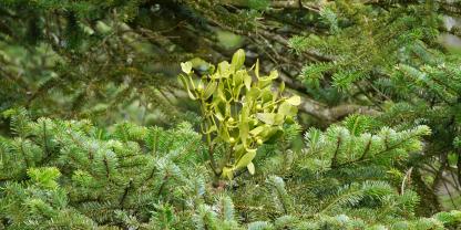 Misteln setzen Nadelbäumen in Baden-Württemberg stark zu. (Symbolbild)