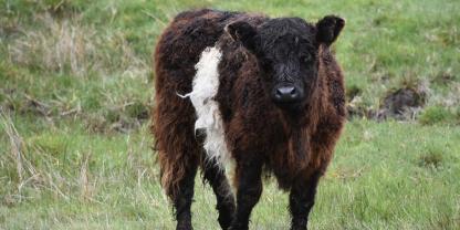 Belted-Galloway-Kalb_AdobeStock_1701750003