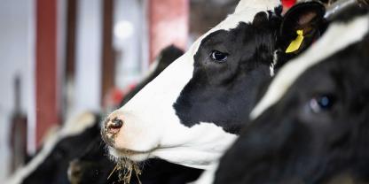 Die ausgeweitete Blauzungen-Sperrzone betrifft nun fast alle hessischen Landkreise und bringt neue Verbringungsauflagen für Rinderhalter. (Symbolbild)