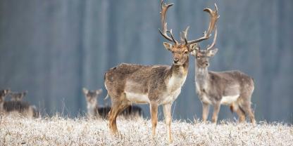 Im vergangenen Jagdjahr wurde deutlich weniger Damwild erlegt.