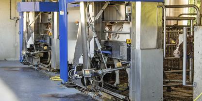 Nicht immer werden in automatischen Melksystemen die kalkulierten Leistungen erreicht. Ein Grund könnte die Überlastung der Melksysteme sein.