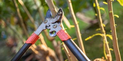 Heckenschnitt-AdobeStock_461753551