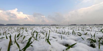 Weizen im Dreiblattstadium reagiert besonders empfindlich, wenn es im Winter frostig und trocken ist.