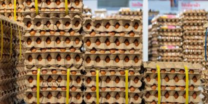 Nach dem Ausbruch der Newcastle-Krankheit: Deutschlandweit fehlen täglich bis zu 1 Mio.Eier.