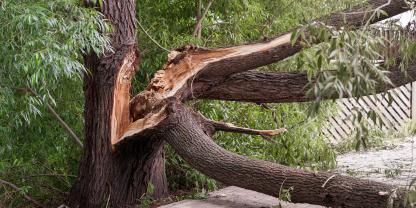 Wem ein Baum gehört, sollte ihn im Auge behalten. (Symbolbild)