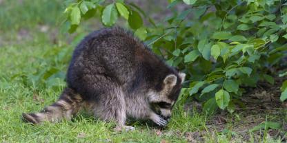 Hamm zieht eine Bilanz zur Waschbären-Jagd im Stadtgebiet.