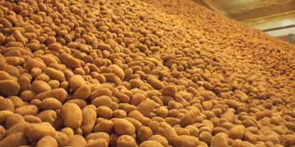 Kartoffelberge in einer Lagerhalle