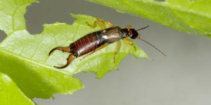 Der Ohrwurm ist nur einer von vielen Nützlingen im Garten.