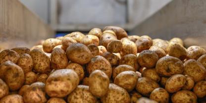 Kartoffeln-AdobeStock_549700421