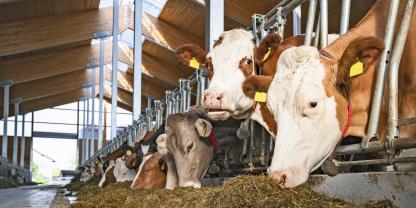 Die Fressdauer unterscheidet sich zwischen den einzelnen Rassen. Das zeigte eine Studie der Universität Gießen.