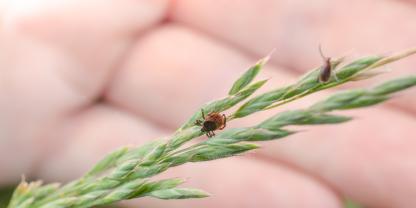 Auf ihren Wirt – ob tierisch oder menschlich – warten die Parasiten überwiegend an Wald- und Wegesrändern, im lichten Unterholz, in Gebüschen, an feuchten Ufern und im hohen Gras.
