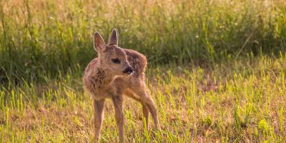 Eine neue App unterstützt bei der Hilfe für Wildtiere.