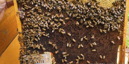 Bevor die Königin in die Wabentasche darf, muss sie gekäfigt werden, damit alle Brut verdeckelt wird.