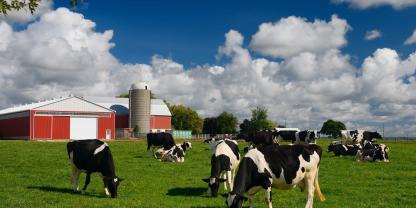 Milchkühe-Miklchkuhstall-AdobeStock_316312938