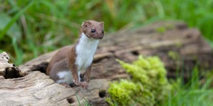 ein Mauswiesel hält auf einem Ast in der Wiese Ausschau