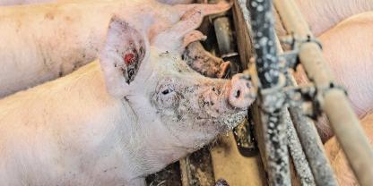 Der Einsatz von fermentiertem Flüssigfutter könnte künftig eine größere Rolle spielen.Foto: Philipp von Rössing