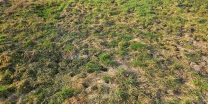 Typische Schäden von Feldmäusen im Grünland. Besonders nach der Schneeschmelze lohnt sich eine Kontrolle der Flächen.