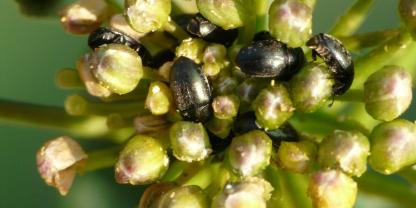 Das Buffet ist reich gedeckt: Rapsglanzkäfer machen sich über Rapsknospen her. Solange die noch geschlossen sind, kann der Schaden beträchtlich sein.