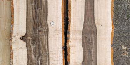  Längsschnitt zweier junger Hybrid-Nuss-Stämme.