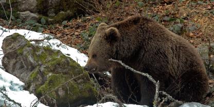 Mittlerweile scheinen die Bären aus ihrer Winterruhe erwacht zu sein.