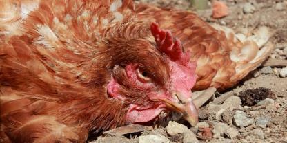 Trotz Impfpflicht sind unter anderem Legehennen in Deutschland an der Newcastle Krankheit (Newcastle-Disease / ND) erkrankt (Symbolbild).