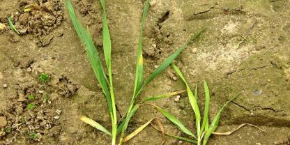 Getreide braucht mehr Schwefel als früher. Es gibt jedoch Probleme, dass der Schwefel nicht in den Pflanzen ankommt.