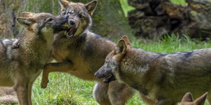Nicht nur Problemwölfe können künftig leichter geschossen werden, sondern das Bundesjagdrecht erlaubt eine aktives Bestandsmanagement.