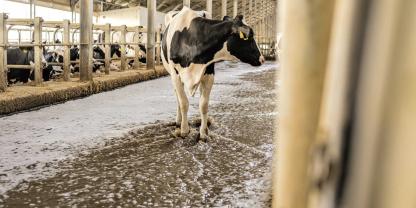 Die Lauf- und Treibewege werden täglich mit Donauwasser gereinigt.