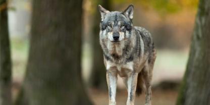 Zu gleich zwei Rissen in einem Ort kam es im Landkreis Verden. SYMBOLBILD
