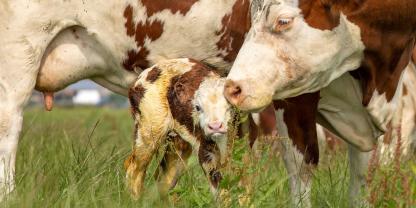 Eine Kuh brachte nicht nur ein Kalb, sondern Zwillinge zur Welt – das Besondere: Sie stammen von zwei unterschiedlichen Bullen (Symbolbild).