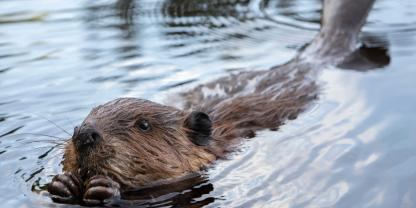 Diesen Schwimmbadbesuch hätte sich der Biber wohl sparen können (Symbolbild)