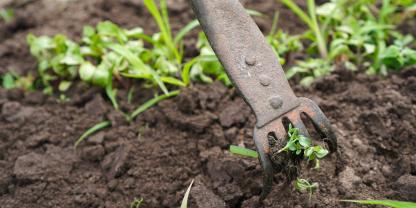 Mit dem falschen Saatbett zum unkrautfreien Saatbeet.