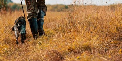In Bamberg sorgt gerade die Misshandlung eines Jagdhundes für Aufsehen (Symbolbild).