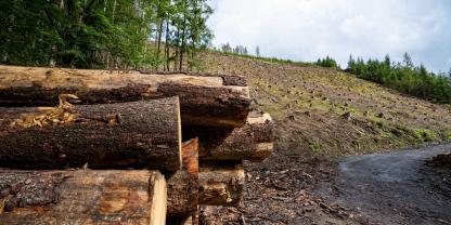 Schadholz-Windbruch-AdobeStock_485669647