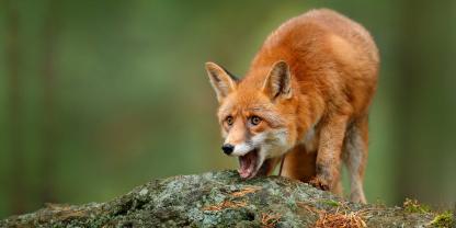 Einen Nachweis darüber, dass Füchse Wolfswelpen angreifen, gab es bisher nicht.