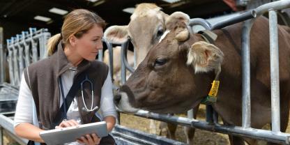 Die Österreichische Tierärztekammer schlägt Alarm, sie kritisiert Tiergesundheitsmonitoring und fürchtet einen Nachwuchsmangel in der Großtierpraxis (Symbolbild).