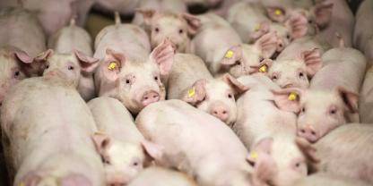 In dänischen Studien kam heraus, dass sich bis zu 75 Prozent Antibiotika sparen könnte, wenn Absetzdurchfälle bei Ferkel früher erkannt und Tiere einzeln behandelt würden.