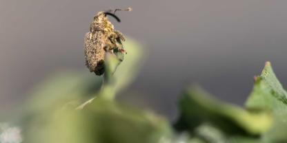 Gefleckter Kohltriebrüssler und Großer Rapsstängelrüssler sind die ersten Rapsschädlinge im Frühjahr.