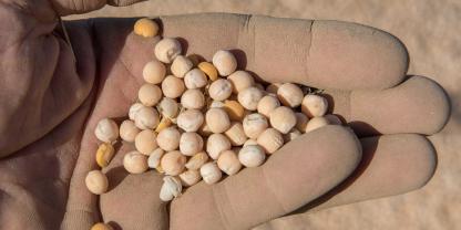 Körnerleguminosen können getreidelastige Fruchtfolgen auflockern.