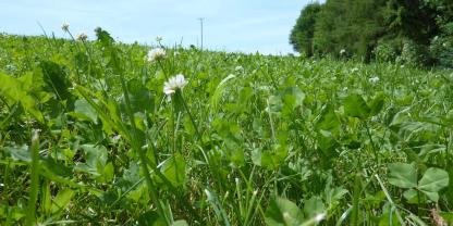 Mehr Arten im Grünland heißt mehr Ertrag, das belegt eine internationale Studie.