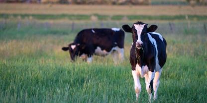 Rinder stehen auf einer Weide.