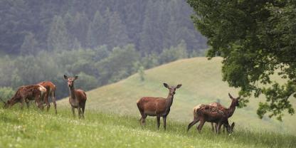 Rotwild ist eine Offenlandart und wäre ohne die vielen Störungen tagaktiv.Der Abschuss von Wild wird um 100 Stück erhöht. Grund ist die Rindertuberkulose.