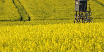 Eine Kernforderungen ist die Mitwirkungspflicht der Landwirte bei der Wildschadensverhütung. Das heißt, es gibt keine Schadensersatzpflicht, wenn keine Schussschneisen angelegt werden.