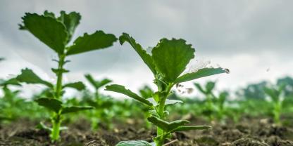 Züchter Landwirten in Zukunft bessere Ackerbohnen-Sorten zur Verfügung stellen