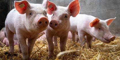 In der Schweiz gibt es zu viele Mastschweine. Deshalb sollen jetzt rund 30.000 Mastläufer geschlachtet werden, um den Druck vom Markt zu nehmen.