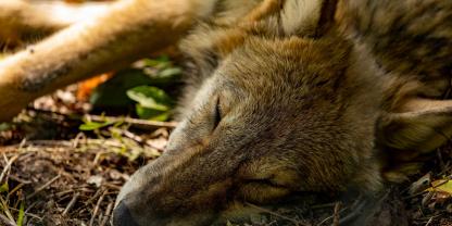 In Thüringen ist ein toter Wolf entdeckt worden.
