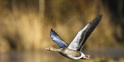 Graugänse leben am und auf dem Wasser.