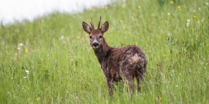 Für die Wildbretqualität muss ein Trägerschuss nicht unbedingt schlechter sein als ein Kammerschuss.